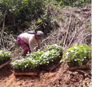Figure 15. Community member with seedlings that have been grown from seed ready for transplanting